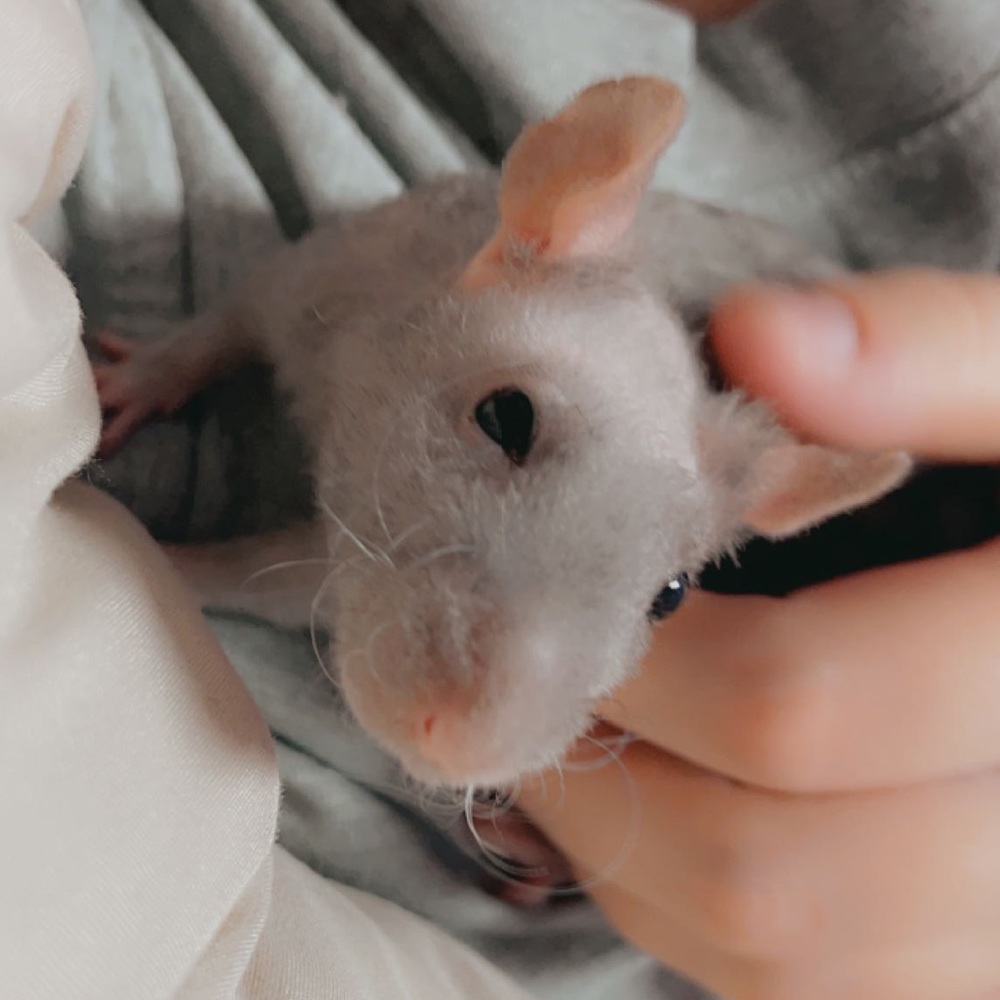 Meet your Posher, Sydney